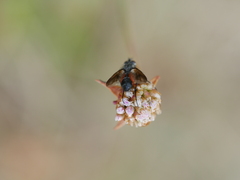 Eriothrix rufomaculata