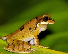 Smilisca phaeota