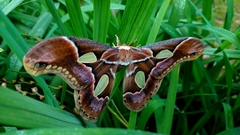 Rothschildia arethusa