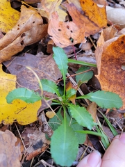 Packera obovata