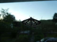 Anania hortulata