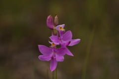Calopogon tuberosus