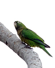 Eupsittula nana