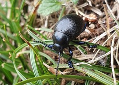 Timarcha goettingensis