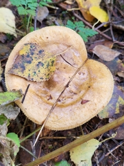 Basidiomycota