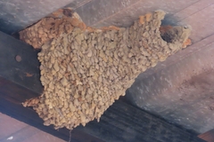 Cecropis abyssinica