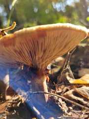 Basidiomycota