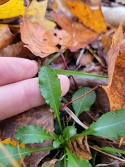 Packera obovata
