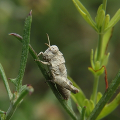 Oedipodinae