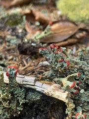 Cladonia cristatella