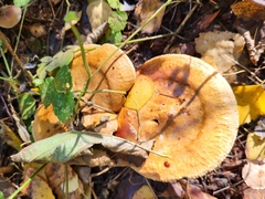 Basidiomycota