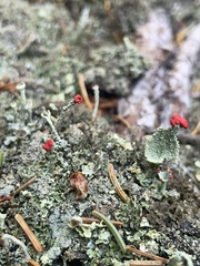 Cladonia cristatella