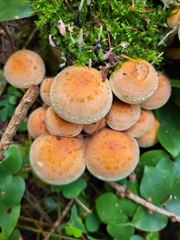 Basidiomycota