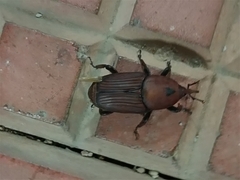 Rhynchophorus ferrugineus