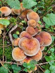 Basidiomycota
