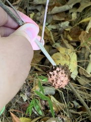 Callirhytis seminator