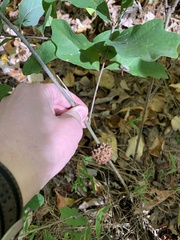 Callirhytis seminator