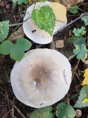 Basidiomycota