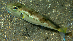Suez Puffer photo 4