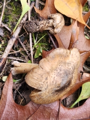 Inocybe dunensis