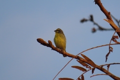 Crithagra mozambica