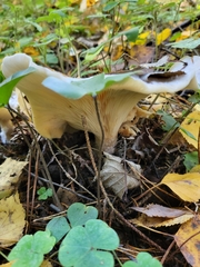 Basidiomycota