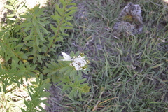 Pieris rapae rapae