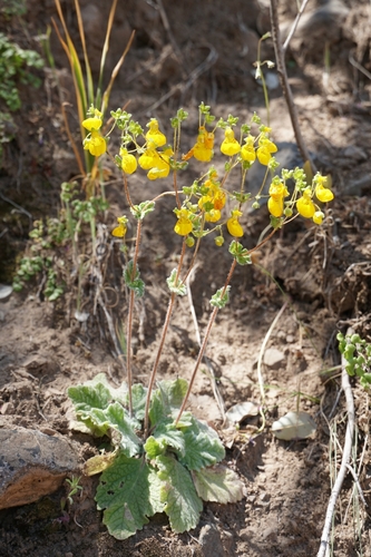 Calceolaria corymbosa (Calceolaria corymbosa)