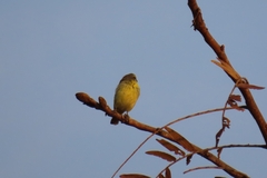 Crithagra mozambica