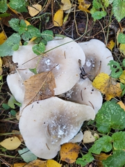 Basidiomycota