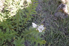 Pieris rapae rapae