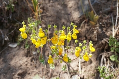 Calceolaria corymbosa