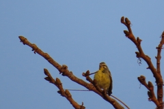 Crithagra mozambica