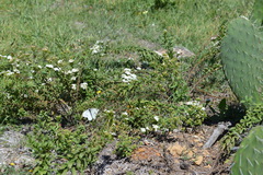 Pieris rapae rapae