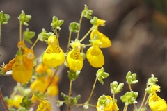 Calceolaria corymbosa