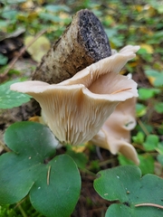 Basidiomycota