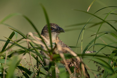 Centropus superciliosus