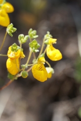Calceolaria corymbosa