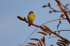 Crithagra mozambica