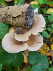 Basidiomycota