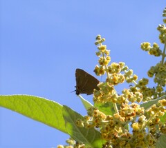 Parrhasius moctezuma