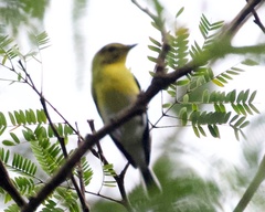Vireo flavifrons