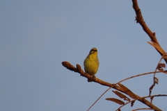 Crithagra mozambica