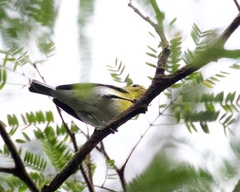 Vireo flavifrons