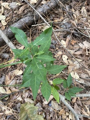 Ditrysinia fruticosa