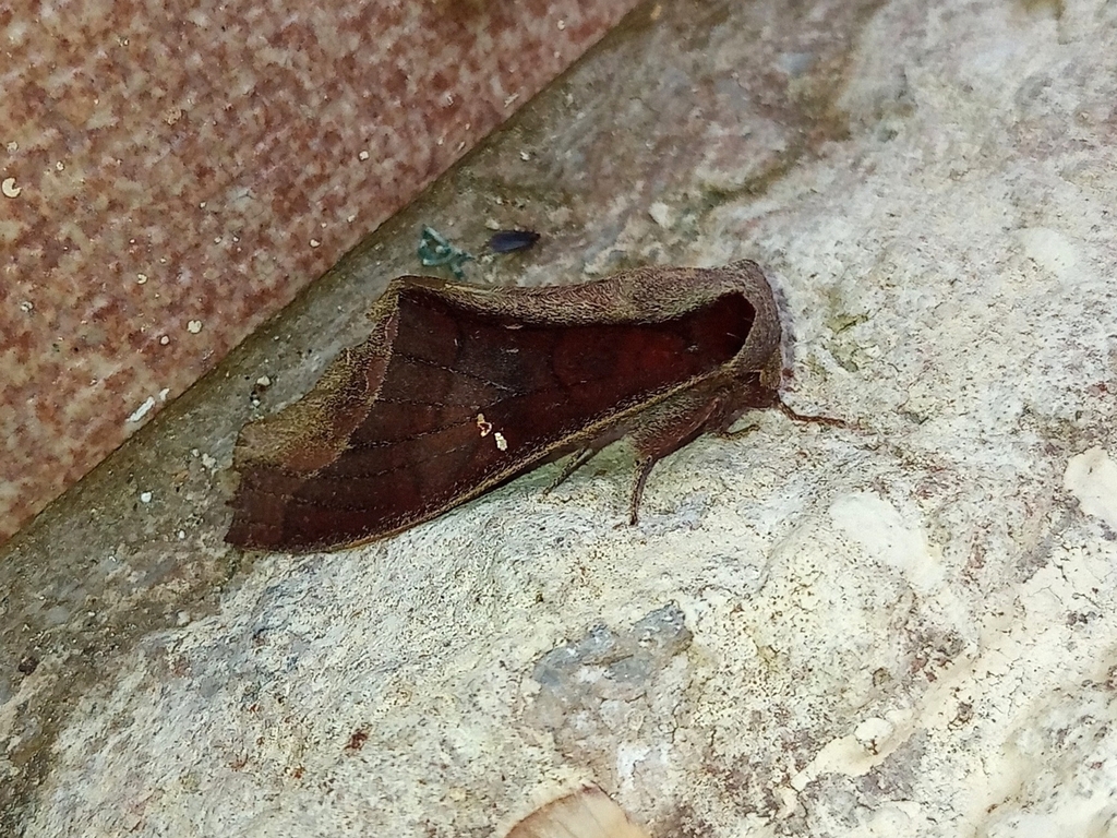 Colax phocus
