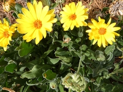 Calendula officinalis