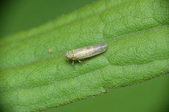 Macrosteles