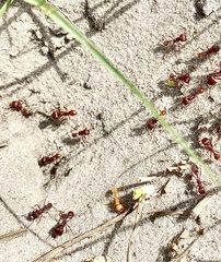 Pogonomyrmex badius