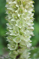 Campanula thyrsoides
